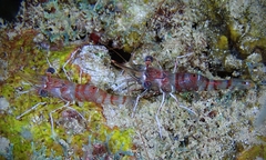 Rhynchocinetes rathbunae