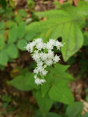 Ageratina jucunda