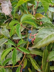 Parthenocissus inserta
