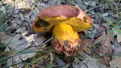 Suillellus queletii