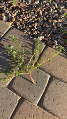 Amaranthus albus