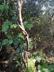 Lardizabala biternata