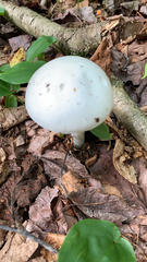 Amanita bisporigera