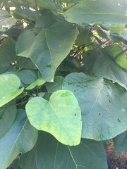 Catalpa bignonioides