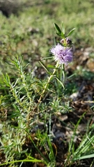Mentha cervina