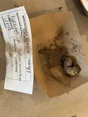 Lycogala flavofuscum