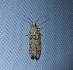 Epinotia subviridis