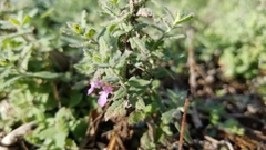 Teucrium scordium