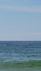 Delphininae