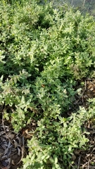 Teucrium scordium