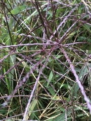 Digitaria sanguinalis