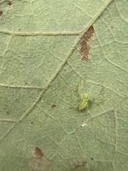 Lyssomanes viridis