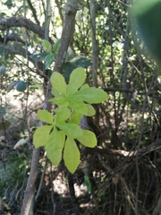 Cissus striata