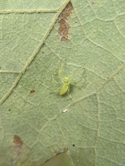 Lyssomanes viridis