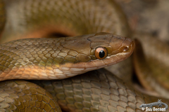 Lycodonomorphus rufulus