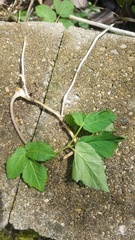 Aegopodium podagraria