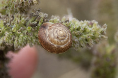 Hygromia cinctella