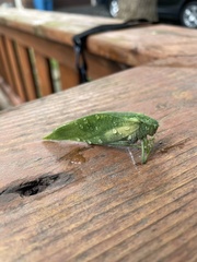 Microcentrum rhombifolium