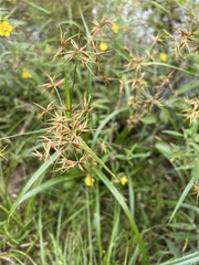 Rhynchospora corniculata