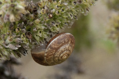 Hygromia cinctella
