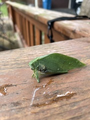 Microcentrum rhombifolium