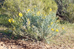 Calobota