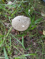 Amanita echinocephala