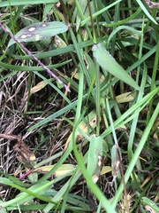 Digitaria sanguinalis