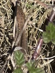 Elgaria multicarinata multicarinata