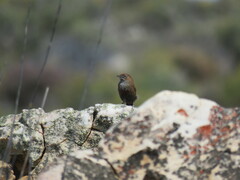 Euryptila subcinnamomea