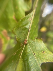 Atrusca carolina