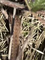 Elgaria multicarinata multicarinata