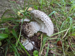 Amanita echinocephala