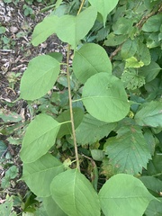 Celastrus scandens