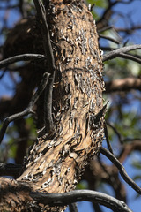 Arbutus arizonica