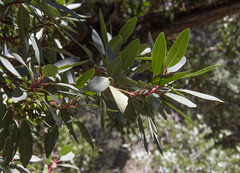 Arbutus arizonica