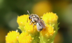 Dialictus