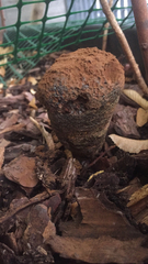 Pisolithus