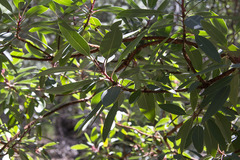Arbutus arizonica