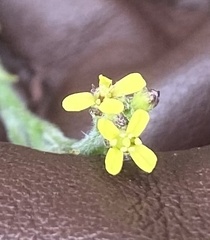 Sisymbrium officinale