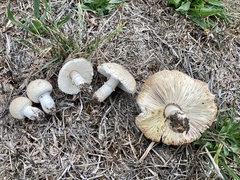 Leucoagaricus barssii
