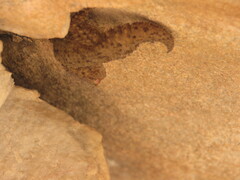 Chondrodactylus bibronii