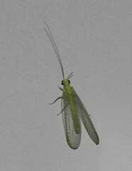 Chrysopa coloradensis