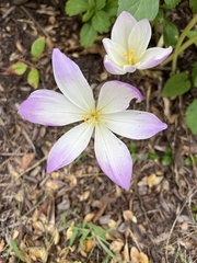 Colchicum autumnale