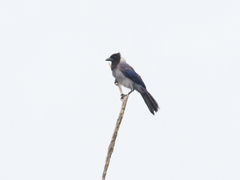 Cyanocorax violaceus