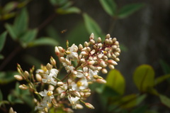 Nandina domestica