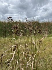 Scirpus atrovirens
