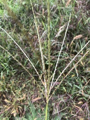 Digitaria sanguinalis