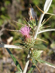Ptilostemon stellatus