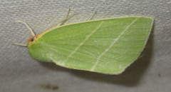 Bena bicolorana